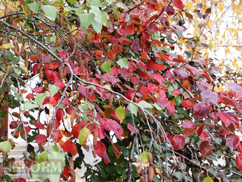 Поцілунок осені в Болграді: фотопрогулянка по оазисах міста