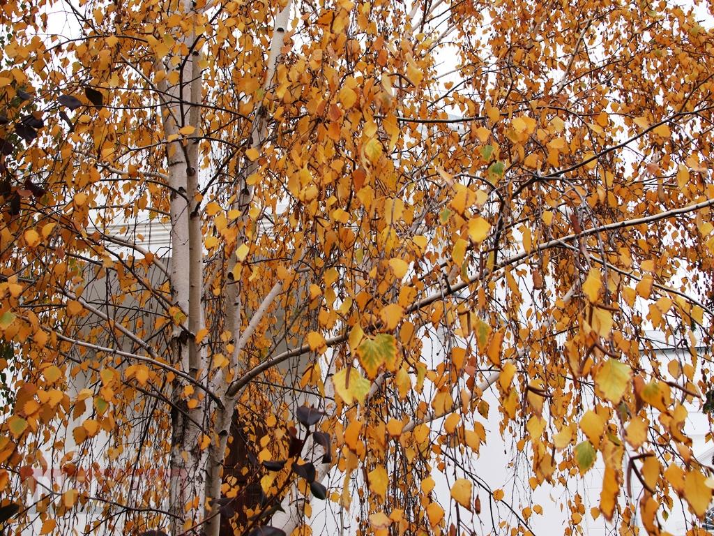 Поцілунок осені в Болграді: фотопрогулянка по оазисах міста