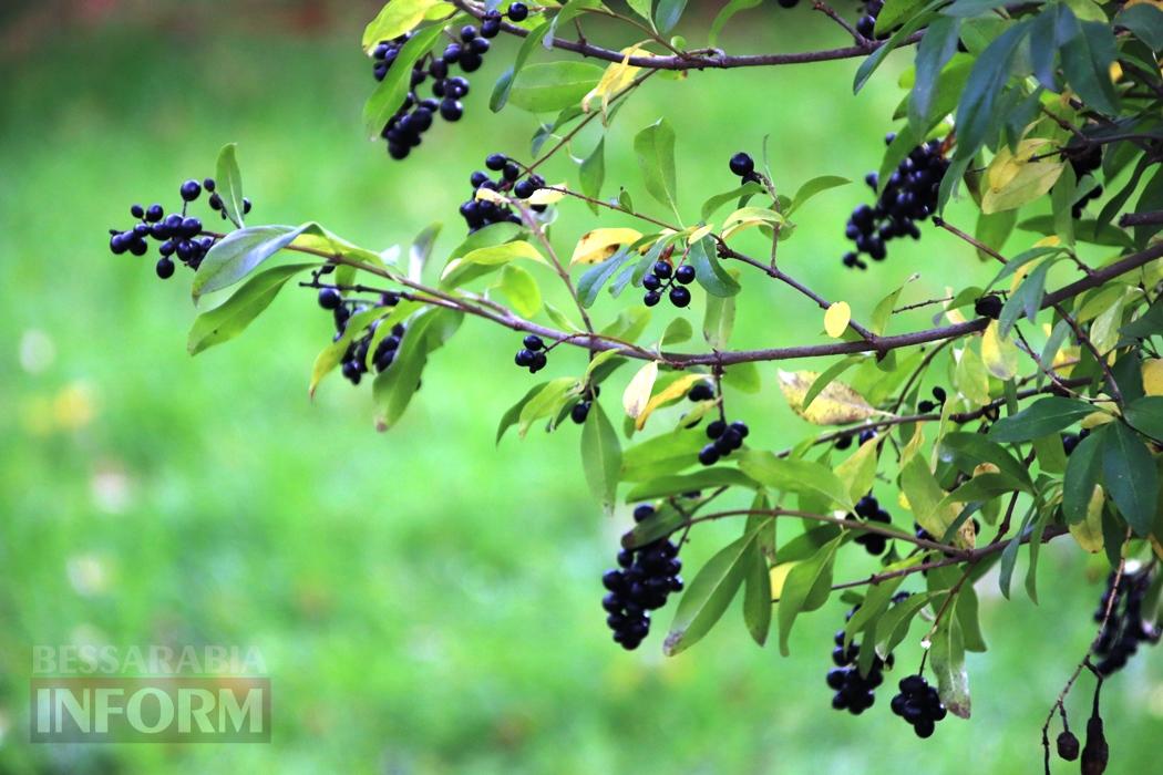 Поцілунок осені в Болграді: фотопрогулянка по оазисах міста