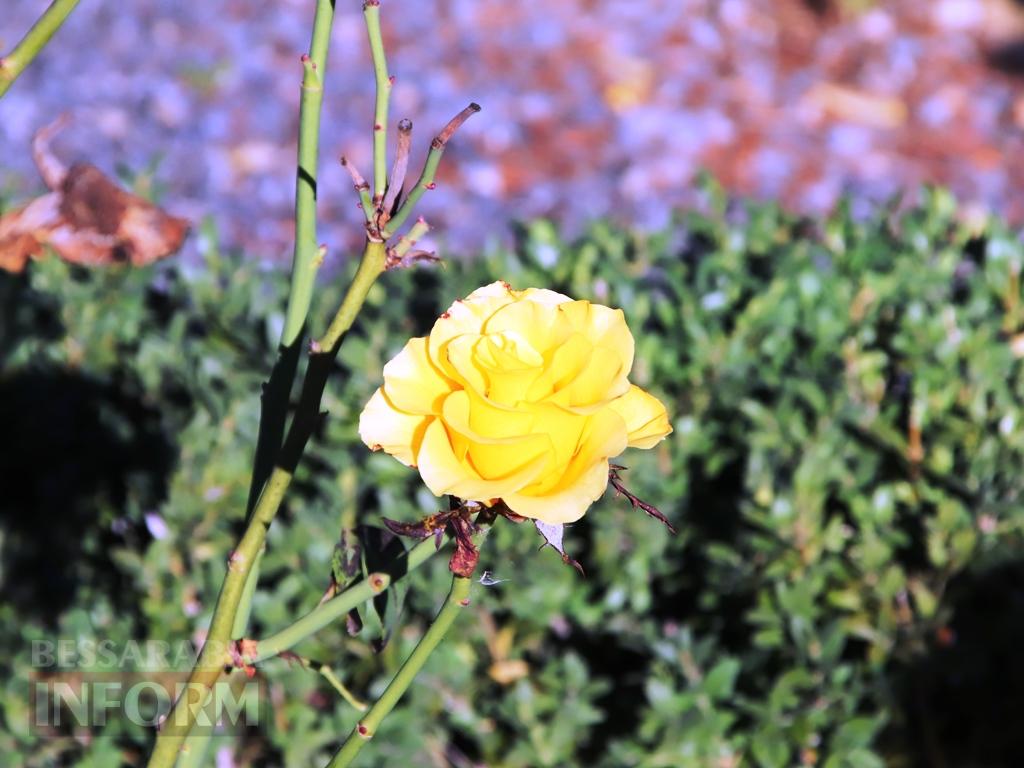 Поцілунок осені в Болграді: фотопрогулянка по оазисах міста