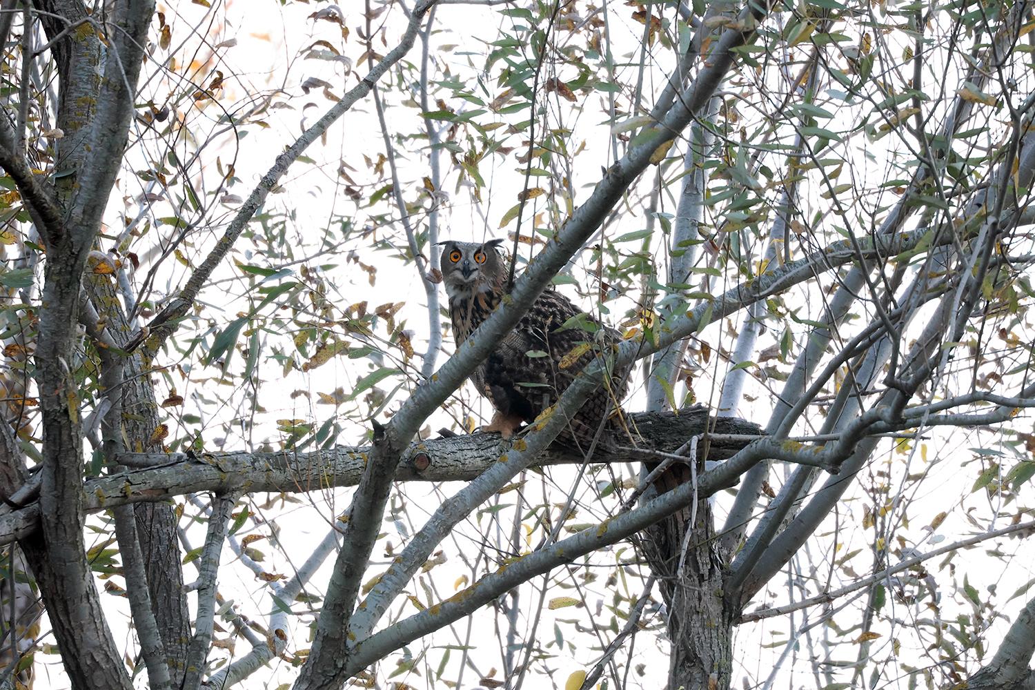 У Вилковому випустили в дику природу чотирьох пугачів