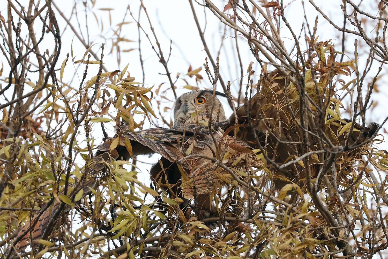У Вилковому випустили в дику природу чотирьох пугачів