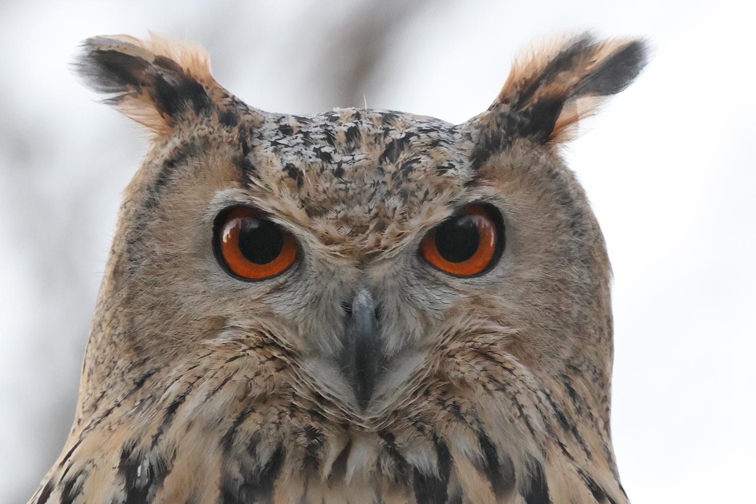 У Вилковому випустили в дику природу чотирьох пугачів