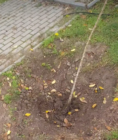 У Болграді плакучі шовковиці «плачуть» по-справжньому: вандали пошкодили нововисаджене дерево біля собору