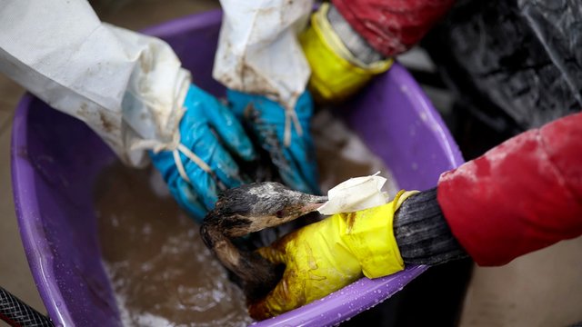 Знищення ворогом екосистем у Чорному морі: на півдні України може зникнути ще одна унікальна заповідна зона