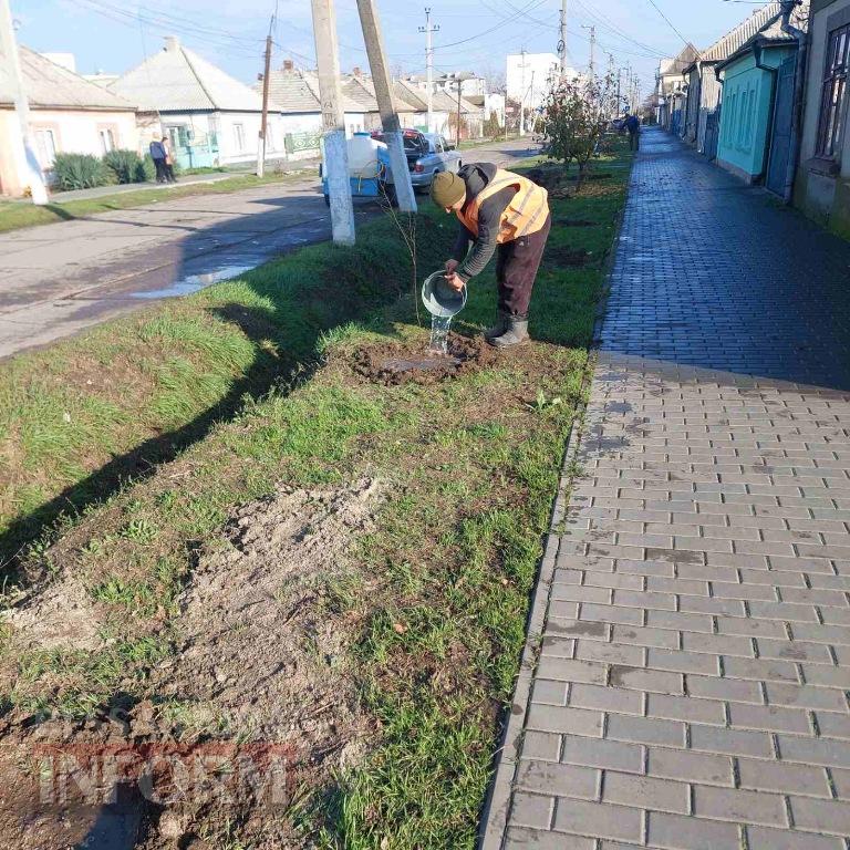 У Кілії висадили 50 берізок, привезених з Чернівецької області