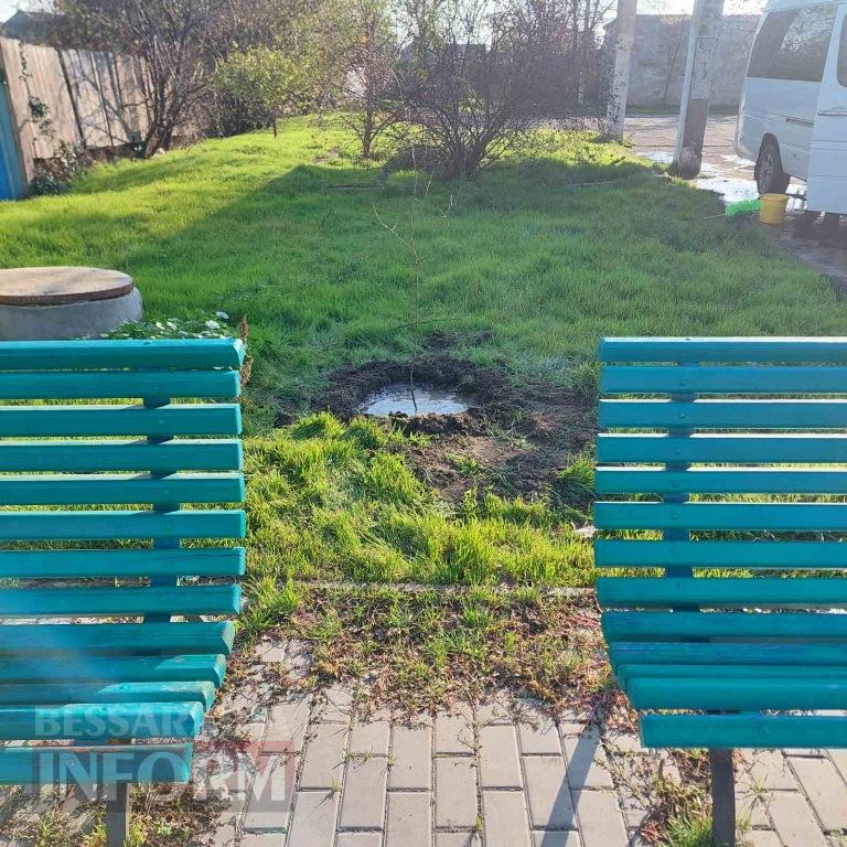 У Кілії висадили 50 берізок, привезених з Чернівецької області