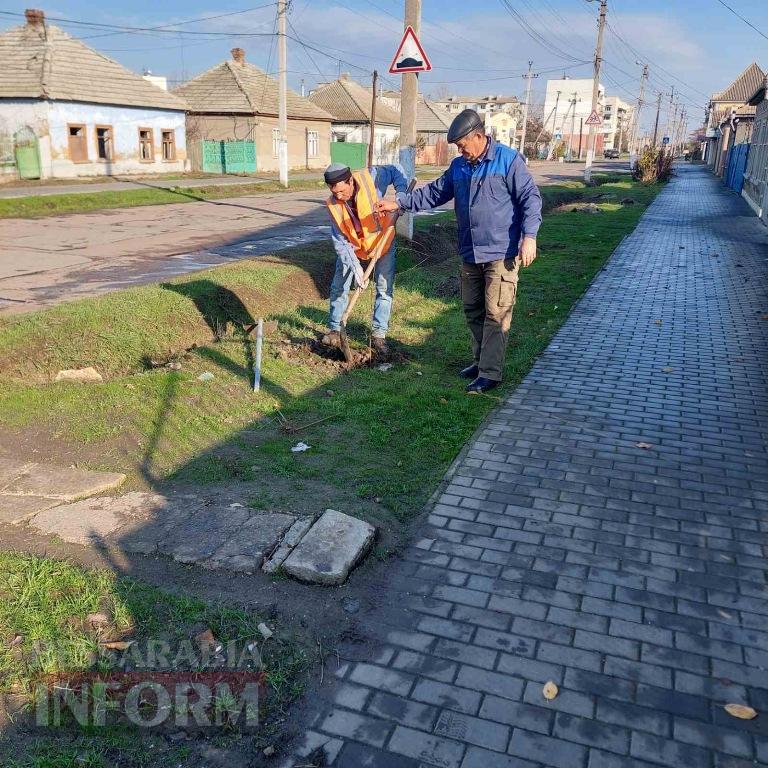 У Кілії висадили 50 берізок, привезених з Чернівецької області