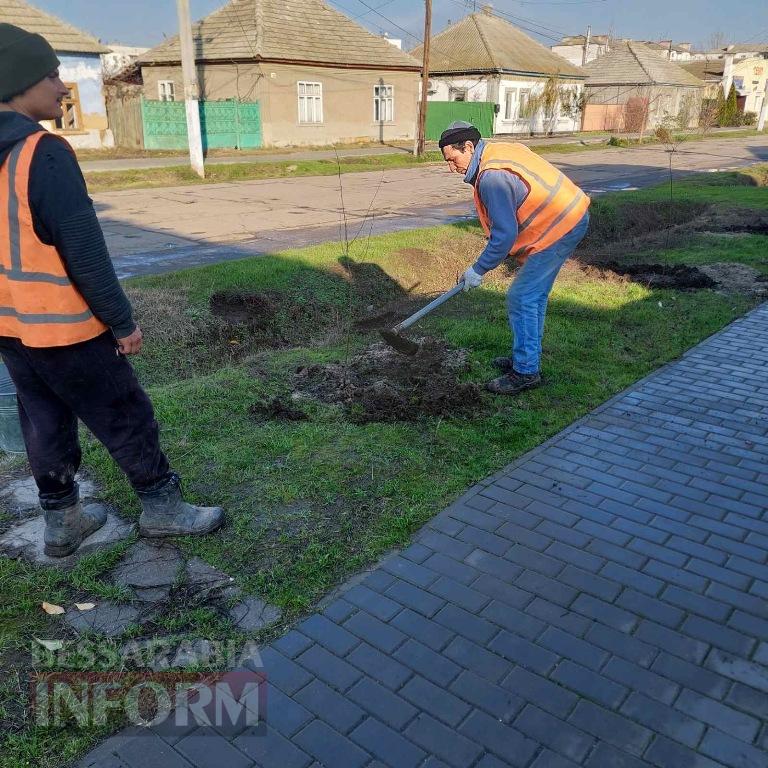 У Кілії висадили 50 берізок, привезених з Чернівецької області