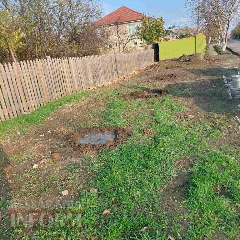 У Кілії висадили 50 берізок, привезених з Чернівецької області