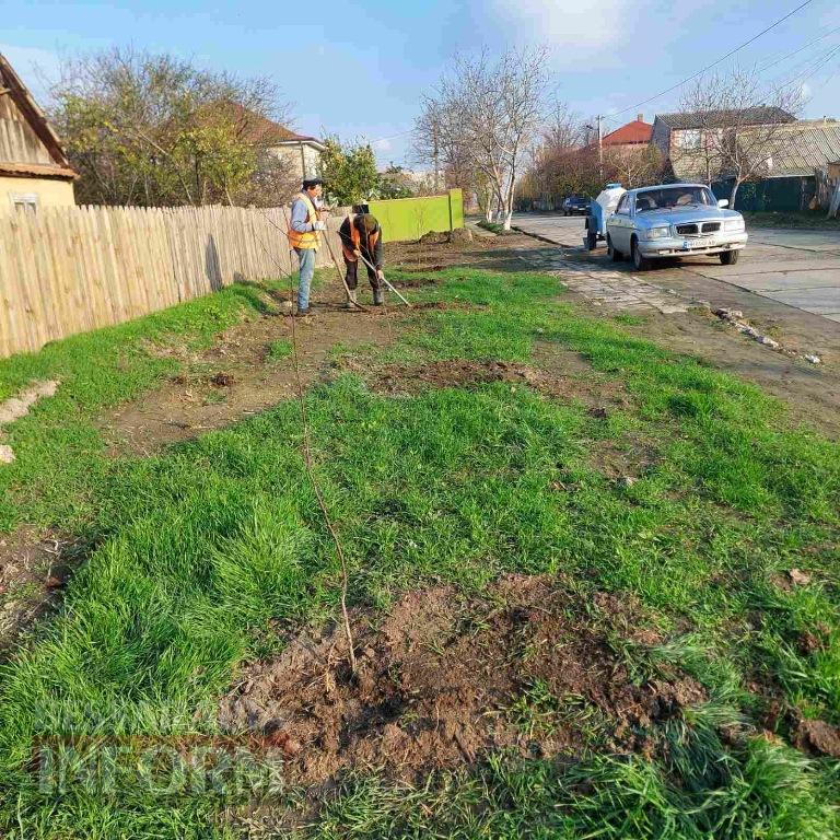 У Кілії висадили 50 берізок, привезених з Чернівецької області