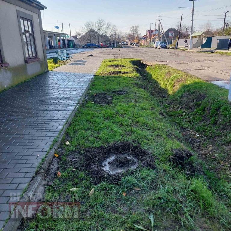 У Кілії висадили 50 берізок, привезених з Чернівецької області