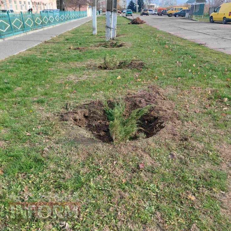 У Кілії висадили 50 берізок, привезених з Чернівецької області