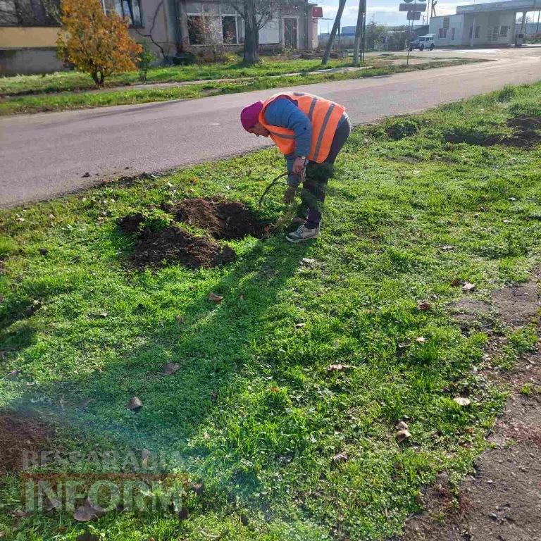 У Кілії висадили 50 берізок, привезених з Чернівецької області