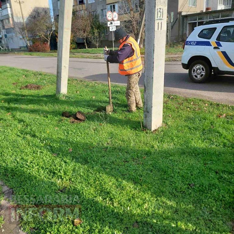 У Кілії висадили 50 берізок, привезених з Чернівецької області