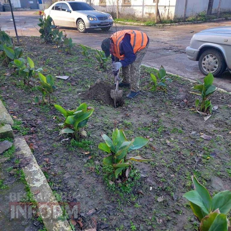 У Кілії висадили 50 берізок, привезених з Чернівецької області