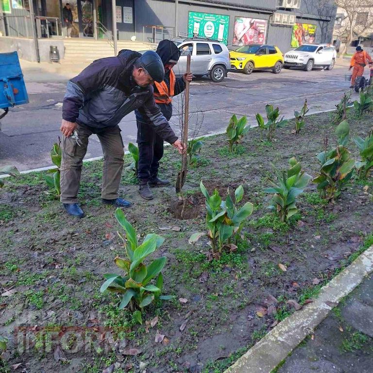 У Кілії висадили 50 берізок, привезених з Чернівецької області
