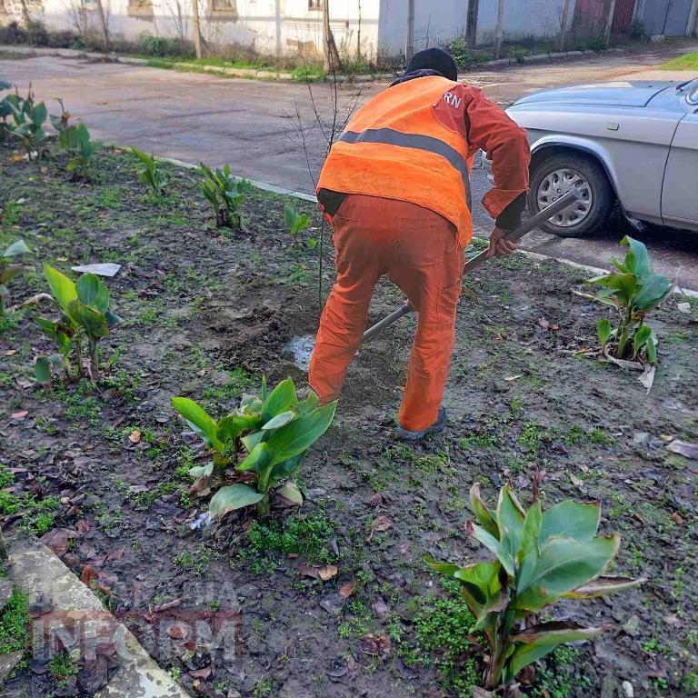 У Кілії висадили 50 берізок, привезених з Чернівецької області