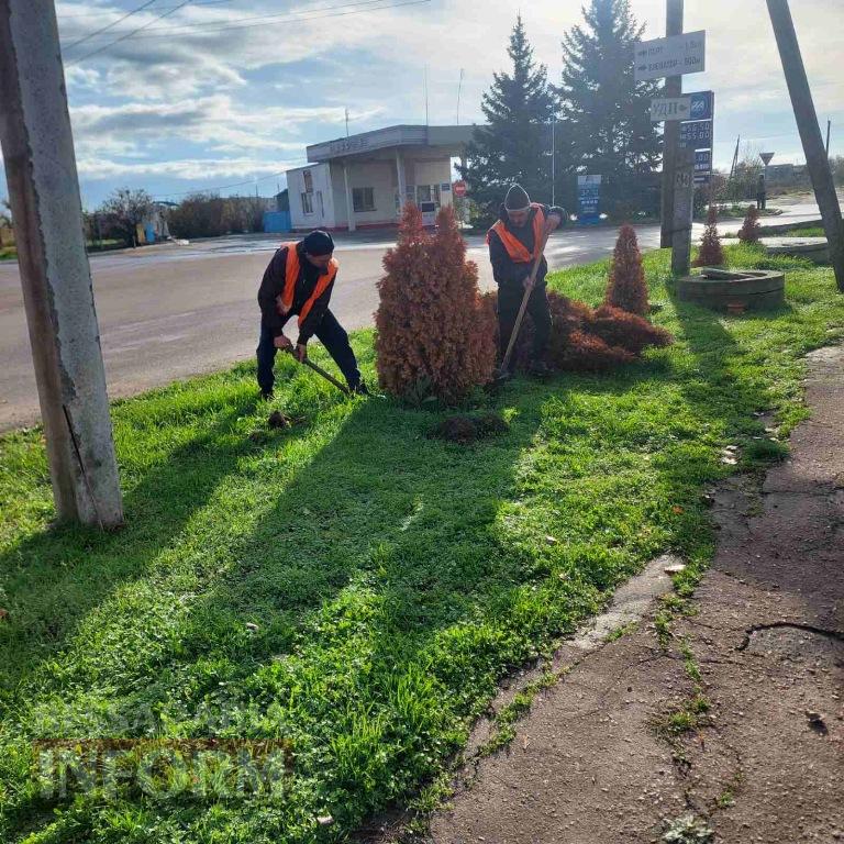 У Кілії висадили 50 берізок, привезених з Чернівецької області