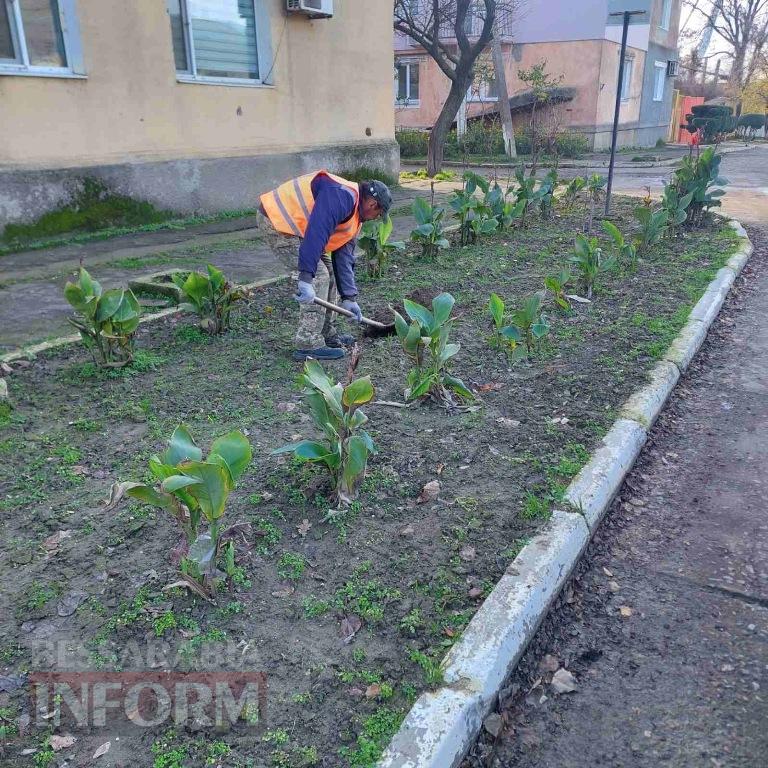 У Кілії висадили 50 берізок, привезених з Чернівецької області
