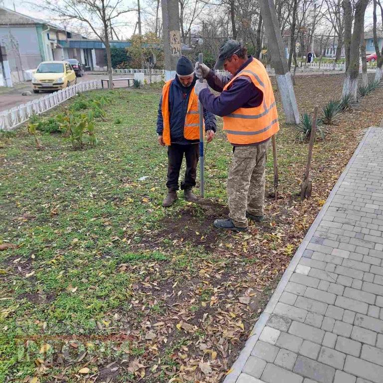 У Кілії висадили 50 берізок, привезених з Чернівецької області