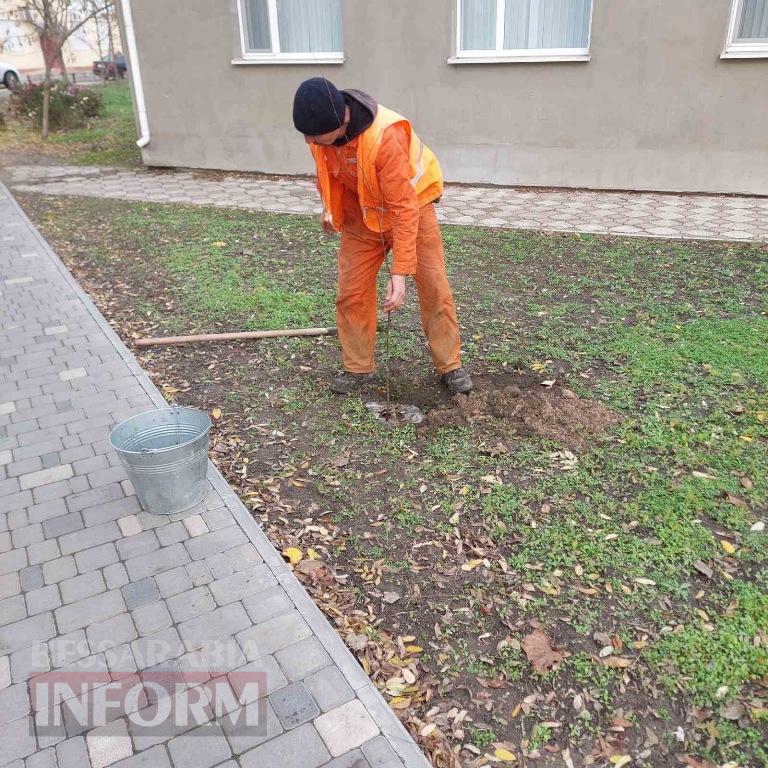 У Кілії висадили 50 берізок, привезених з Чернівецької області