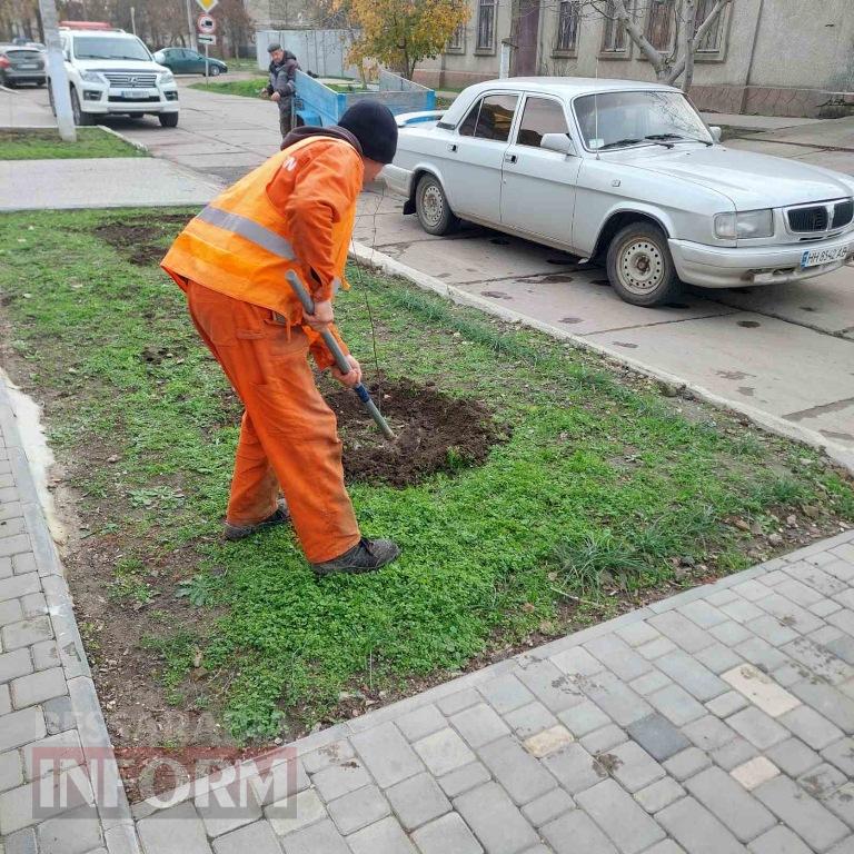 У Кілії висадили 50 берізок, привезених з Чернівецької області
