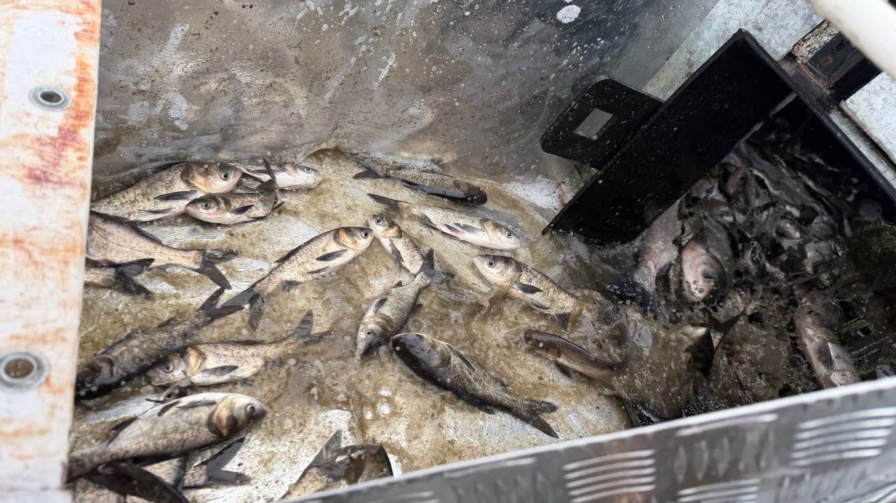 Дністровський лиман вперше зарибнили за кошти з аукціонів