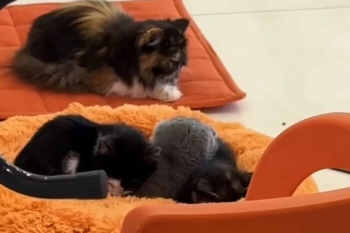 Через загиблих тварин у котокафе Cat Lounge в Одесі відкрито кримінальне провадження: скандал набуває розголосу