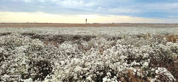 На півдні Одещини нацпарк має власну бавовну