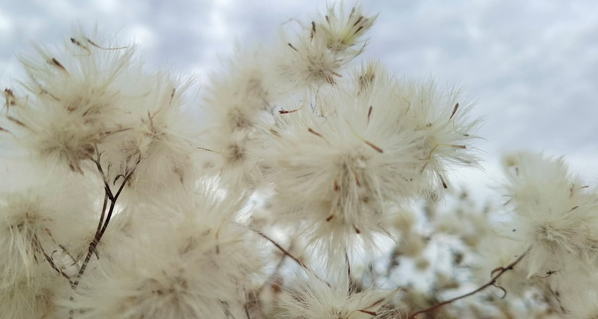 На півдні Одещини нацпарк має власну бавовну