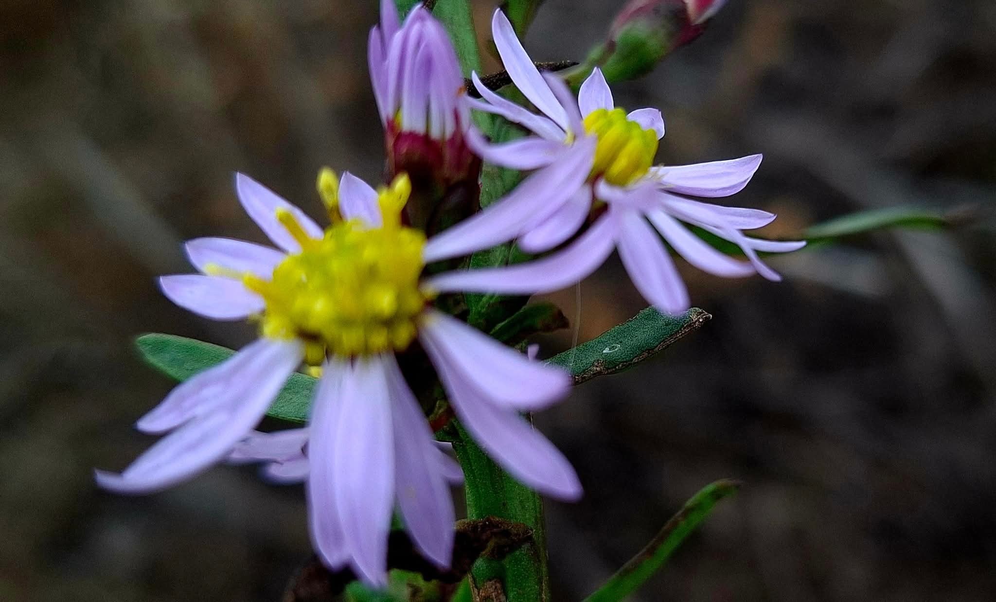На півдні Одещини нацпарк має власну бавовну