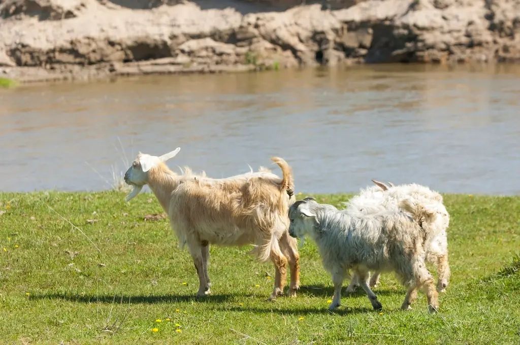 У громаді Білгород-Дністровського району мають намір створити ландшафтний заказник у долині річки