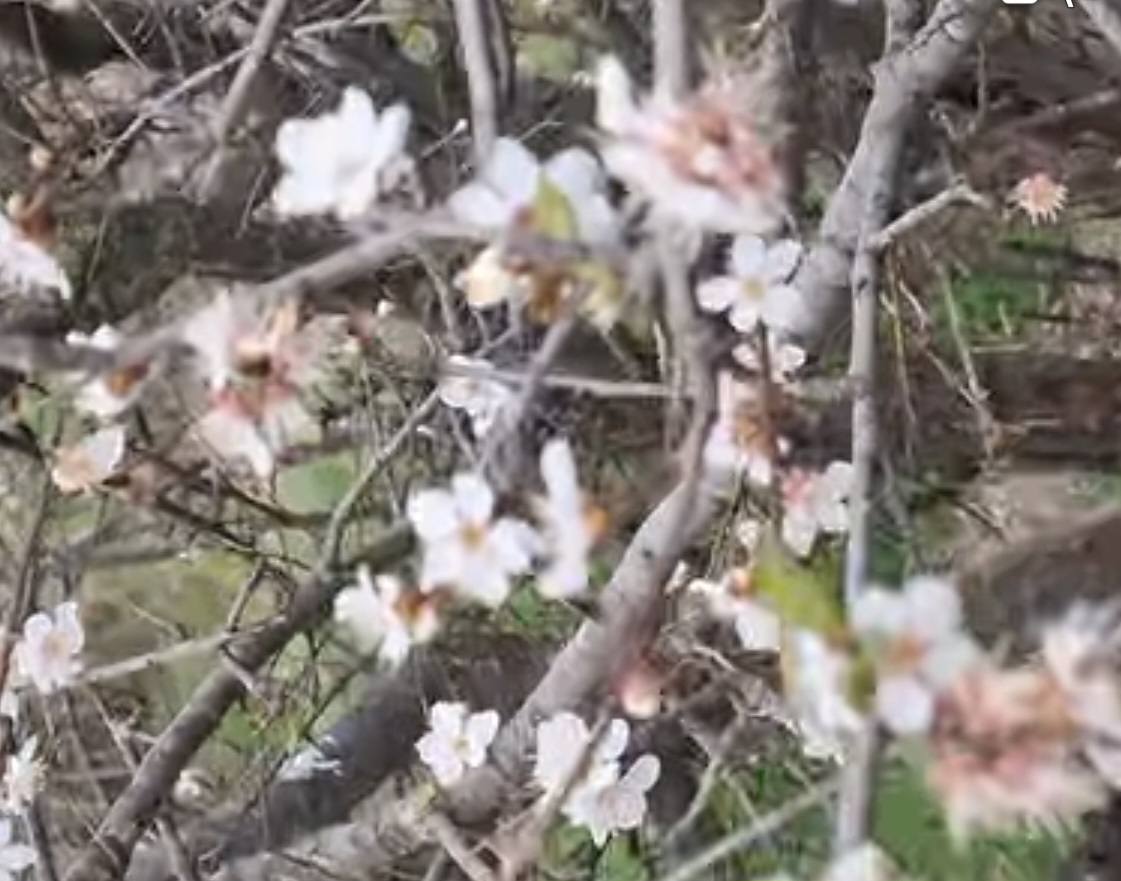 На півдні Одещини взимку почала плодоносити дика слива