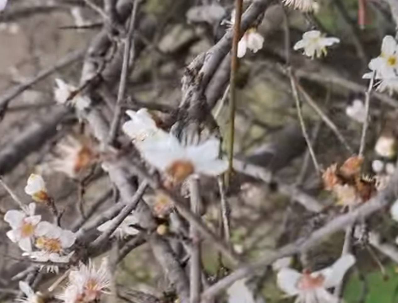 На півдні Одещини взимку почала плодоносити дика слива