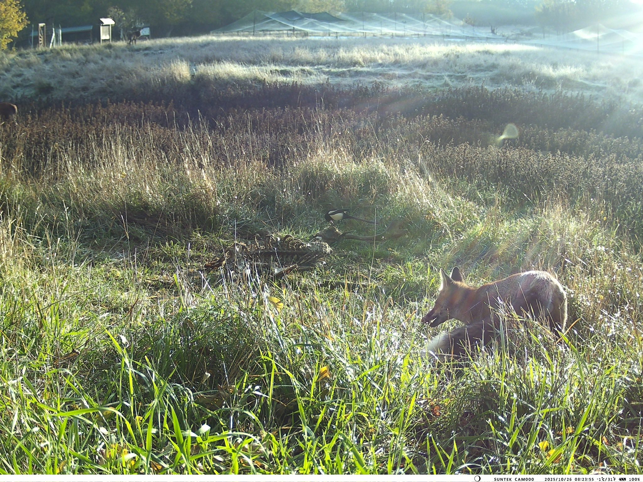 У Тарутинському степу фотопастка зафіксувала рідкісних тварин