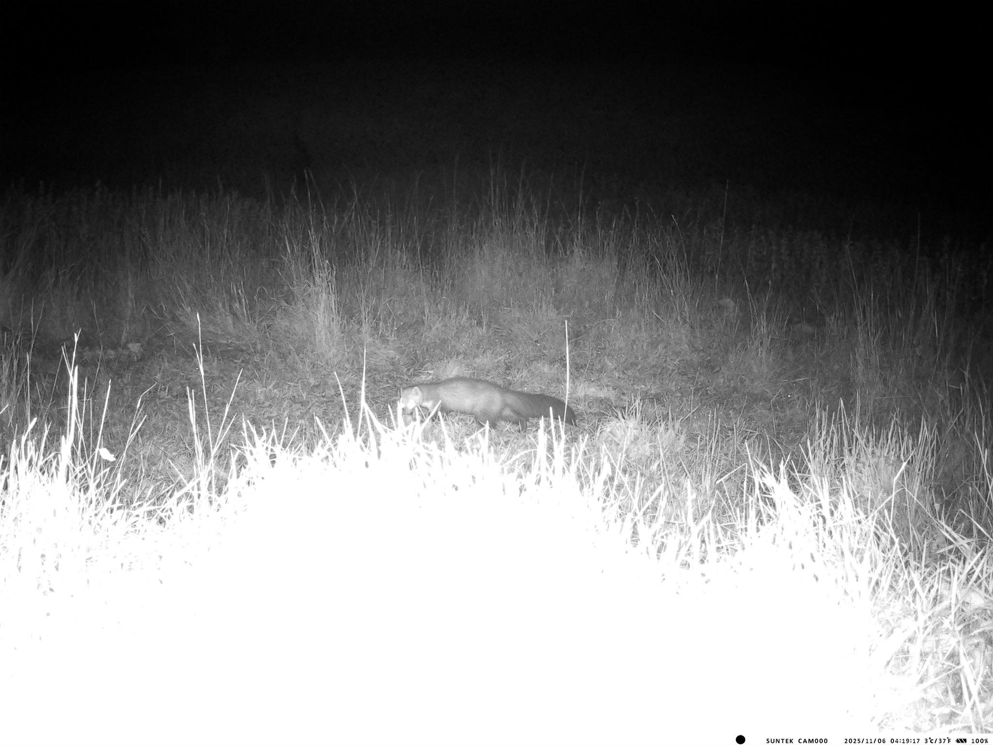 У Тарутинському степу фотопастка зафіксувала рідкісних тварин