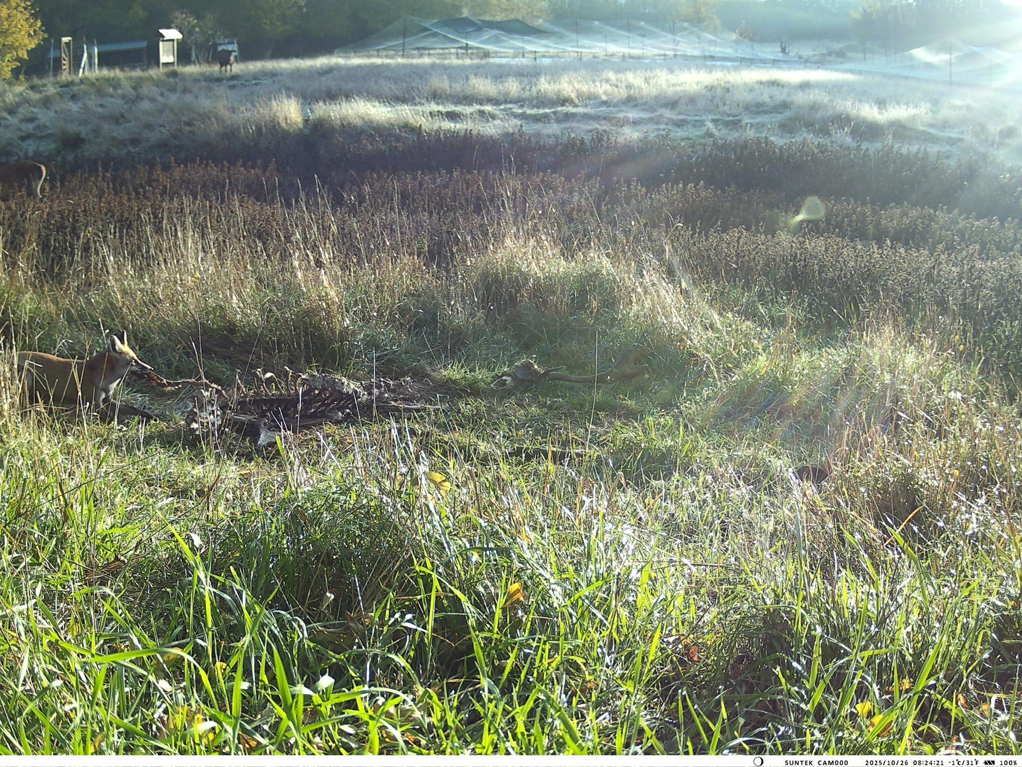 У Тарутинському степу фотопастка зафіксувала рідкісних тварин