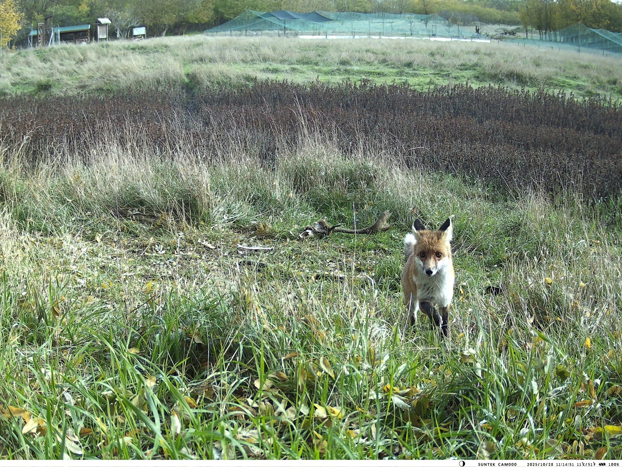 У Тарутинському степу фотопастка зафіксувала рідкісних тварин