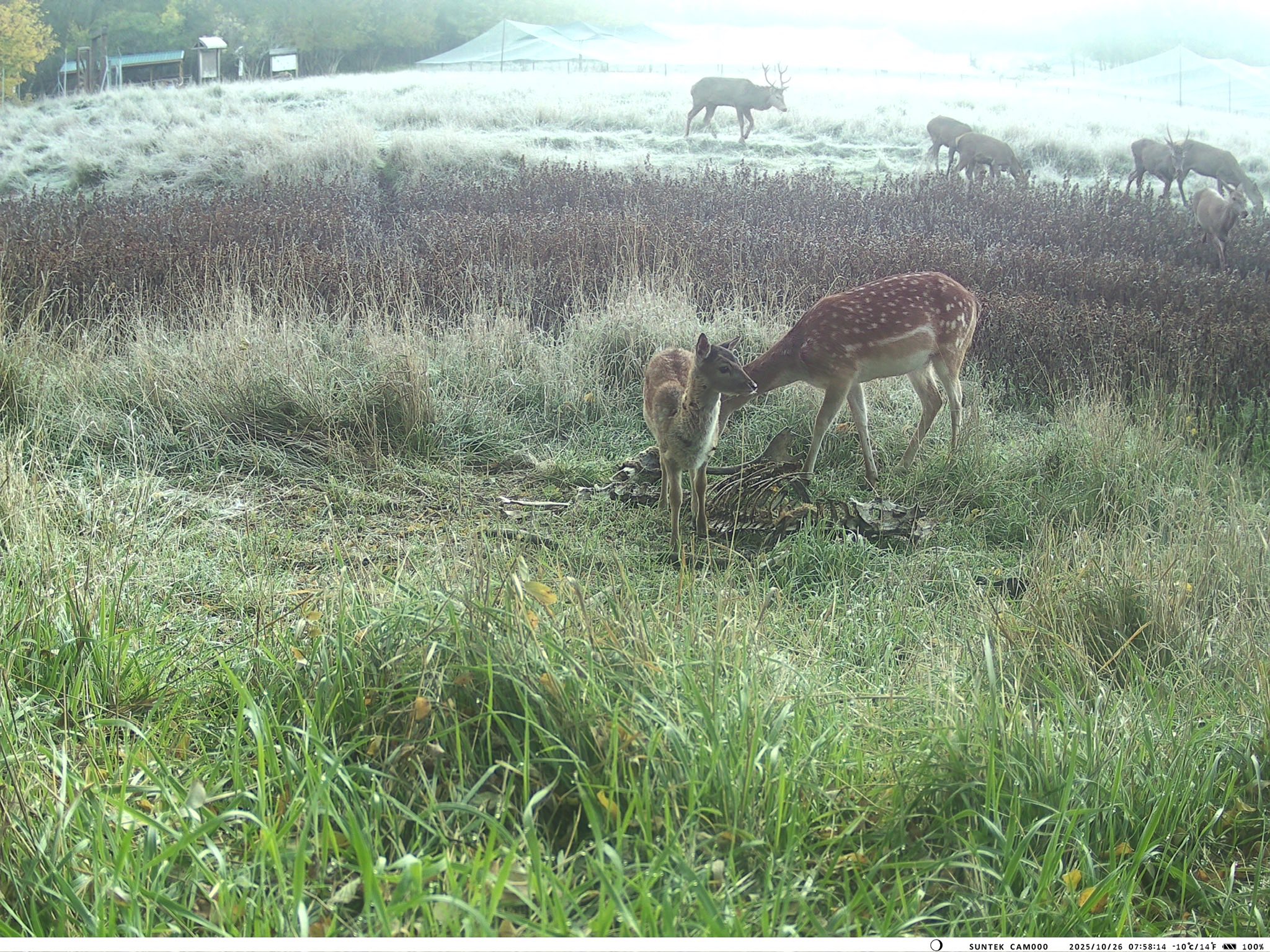 У Тарутинському степу фотопастка зафіксувала рідкісних тварин