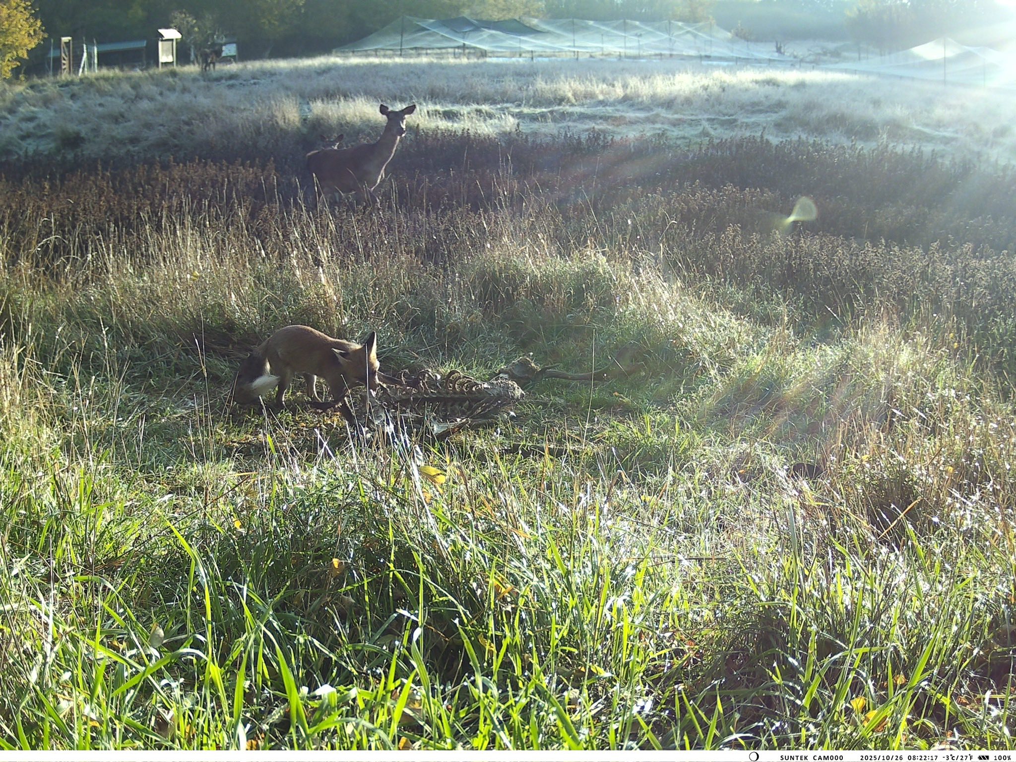 У Тарутинському степу фотопастка зафіксувала рідкісних тварин
