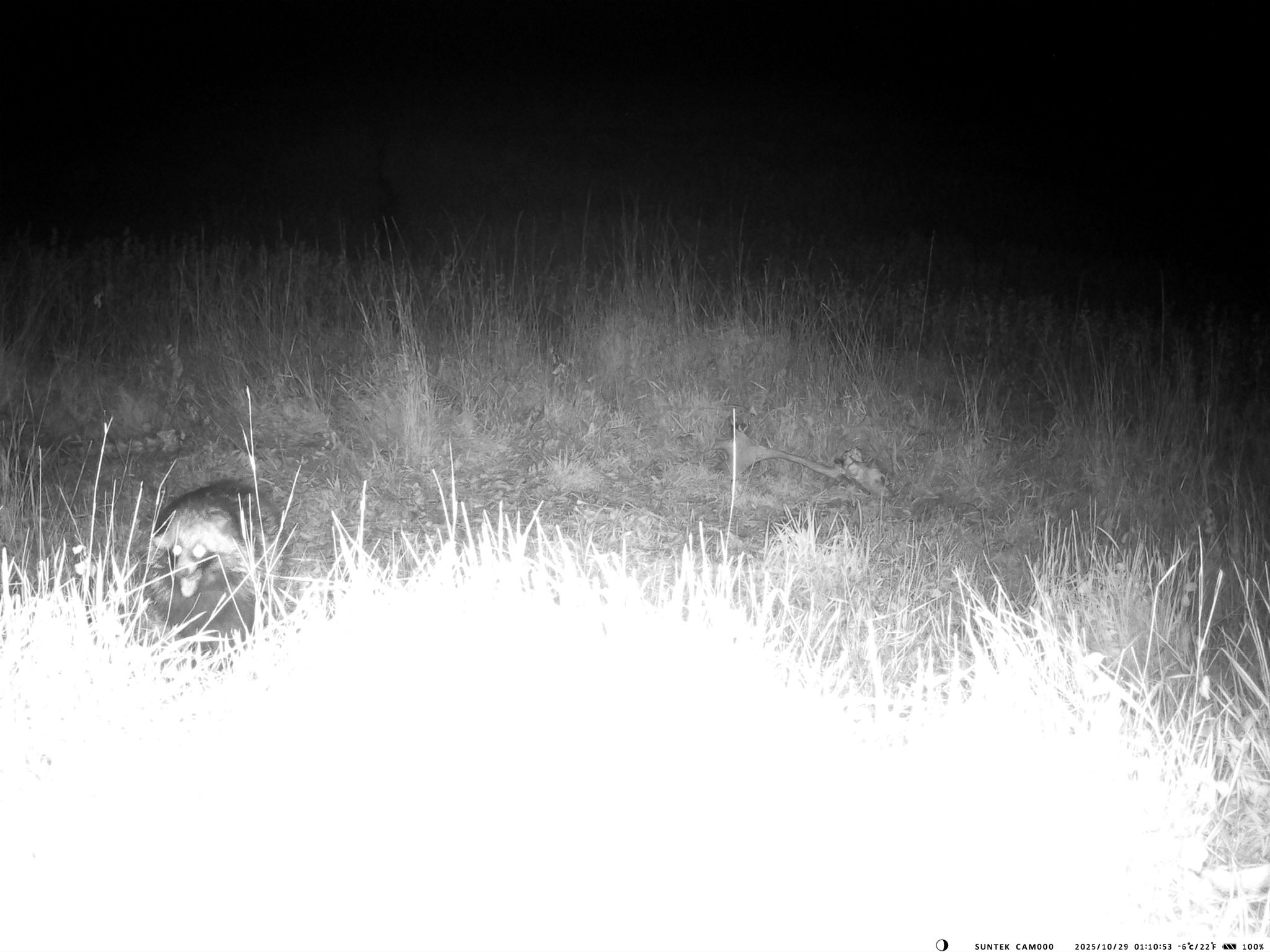 У Тарутинському степу фотопастка зафіксувала рідкісних тварин