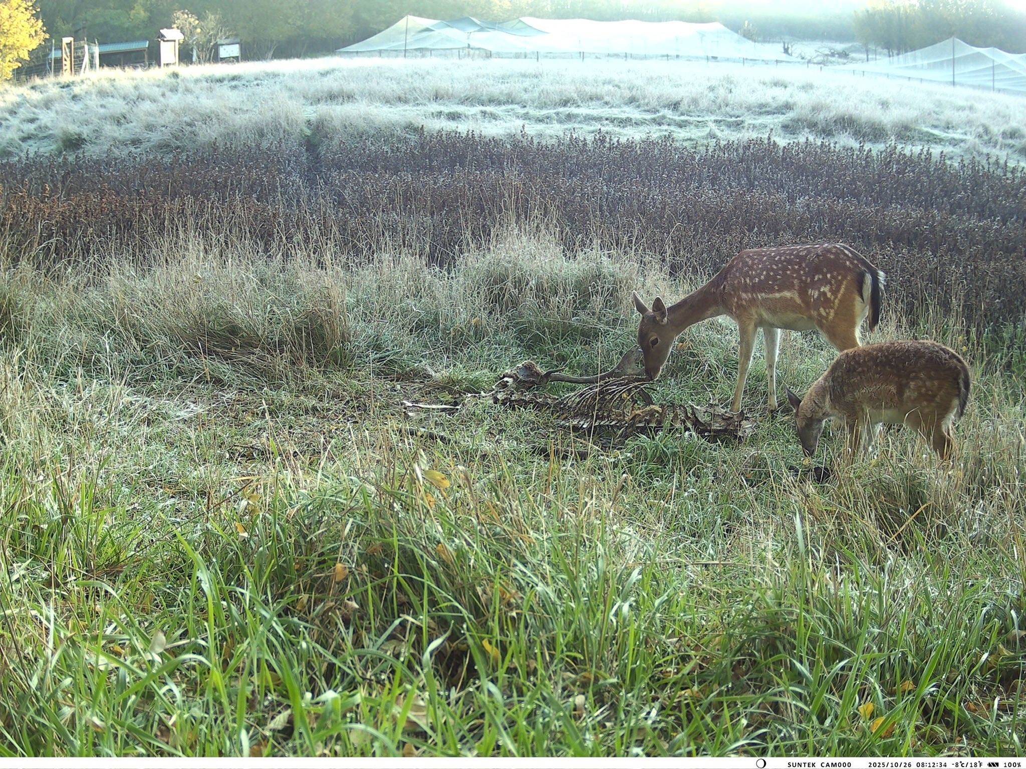 У Тарутинському степу фотопастка зафіксувала рідкісних тварин