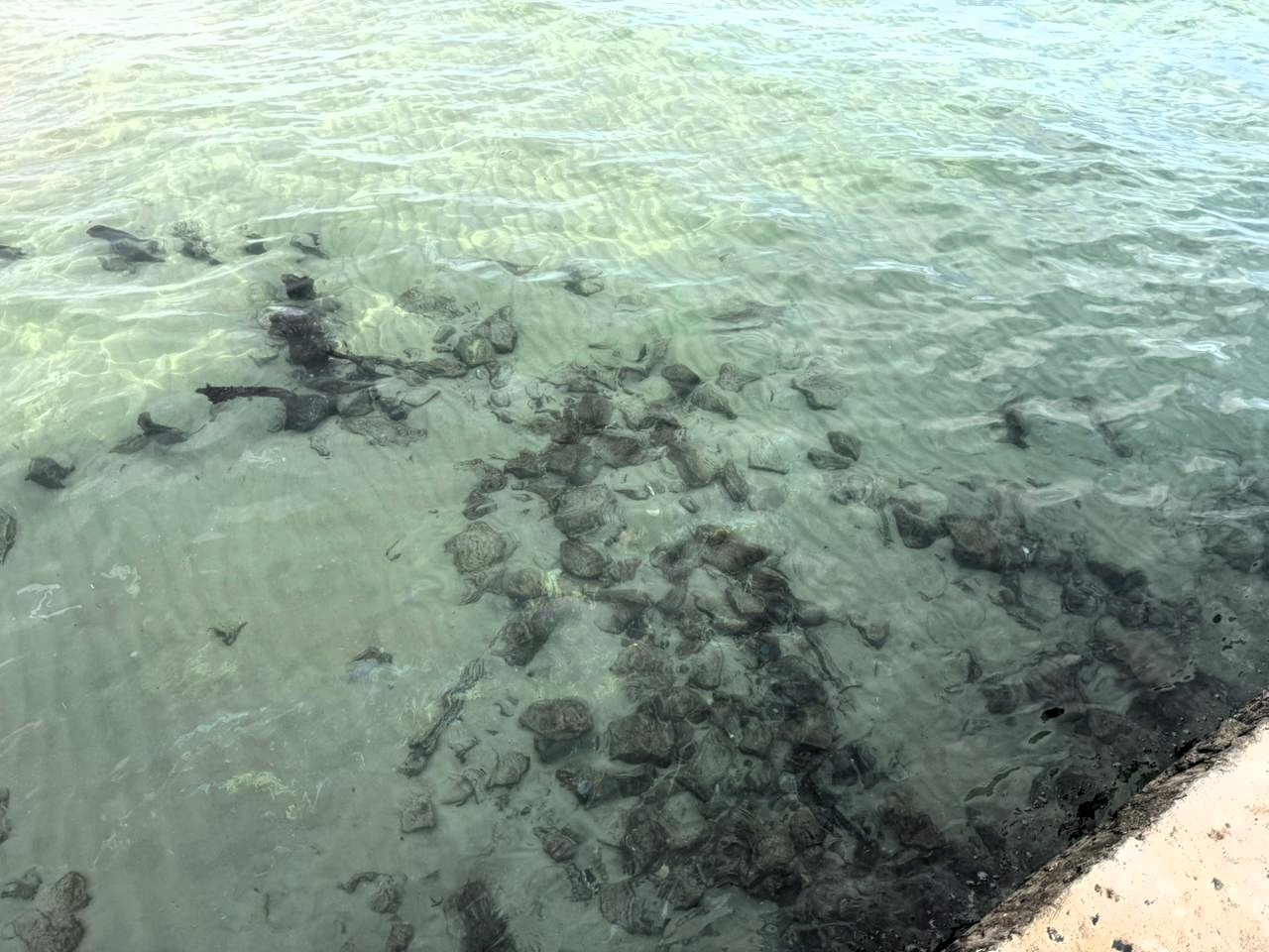 Результати кризового моніторингу узбережжя Одещини після потрапляння у море соняшникової олії