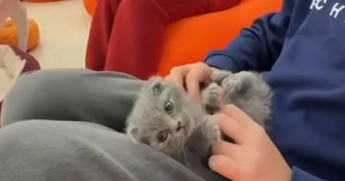 Через загиблих тварин у котокафе Cat Lounge в Одесі відкрито кримінальне провадження: скандал набуває розголосу