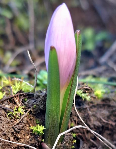 Зміни клімату: біля Татарбунарів різдвяна квітка пробудилася у грудні
