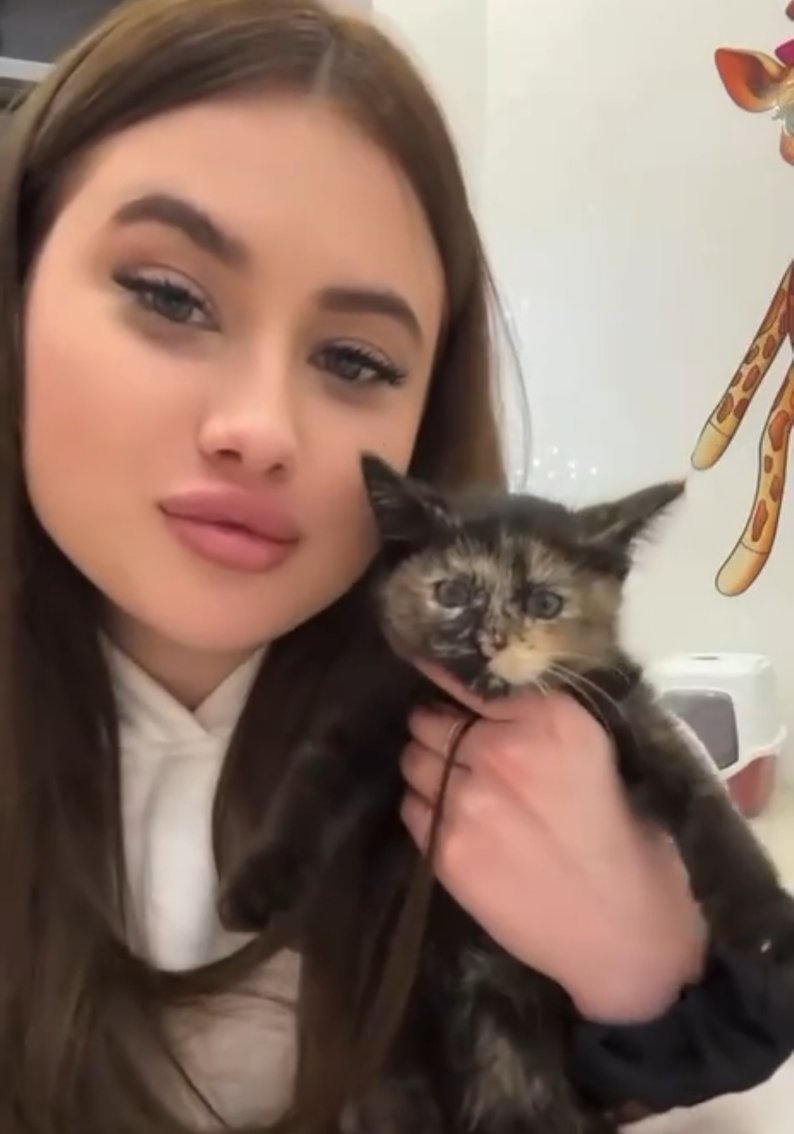 Через загиблих тварин у котокафе Cat Lounge в Одесі відкрито кримінальне провадження: скандал набуває розголосу