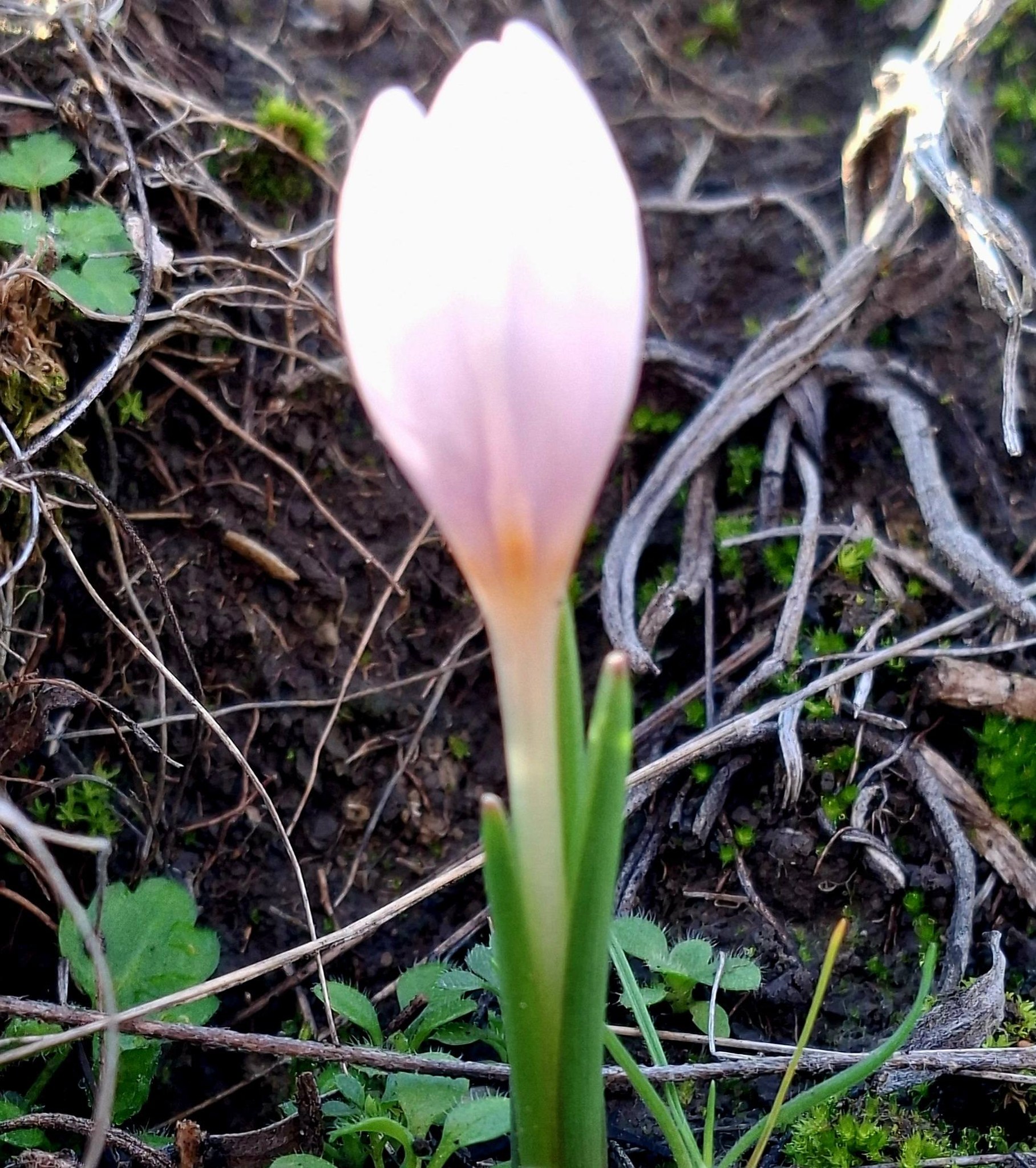 Зміни клімату: біля Татарбунарів різдвяна квітка пробудилася у грудні