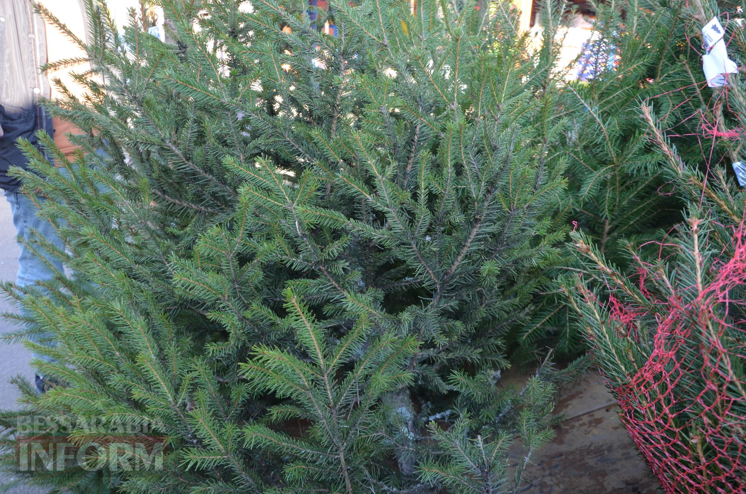 В Ізмаїлі запрацювали ялинкові базари – як обрати святкову красуню до душі