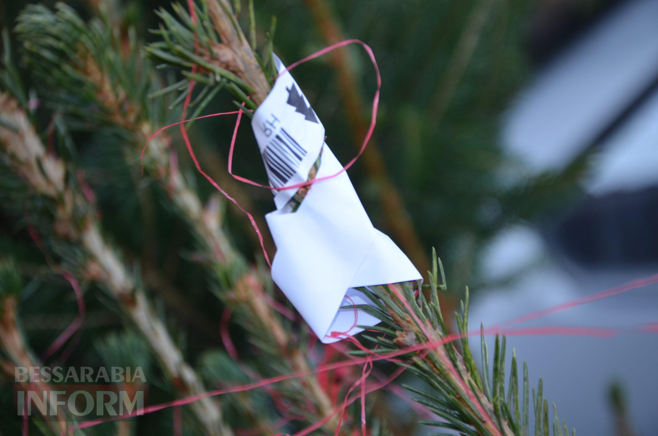 В Ізмаїлі запрацювали ялинкові базари – як обрати святкову красуню до душі